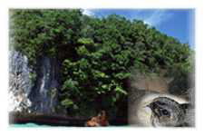 �����h�{�f�@�V�A���_�@�m-�A�Z�`���m�C���~���_�@�_�C�i�g�[�T�@����