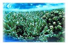 �����h�{�f�@�t�R�C�_���@�t�R�[�X�@�_�C�i�g�[�T�@����