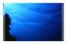 �_�C�i�g�[�T�@�����h�{�f�@�����@�R���C�h�y��