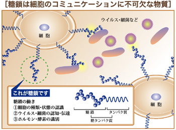 �����@�����h�{�f�@�t�R�C�_���@�t�R�[�X�@�V�A���_�@�Ɖu�͋���